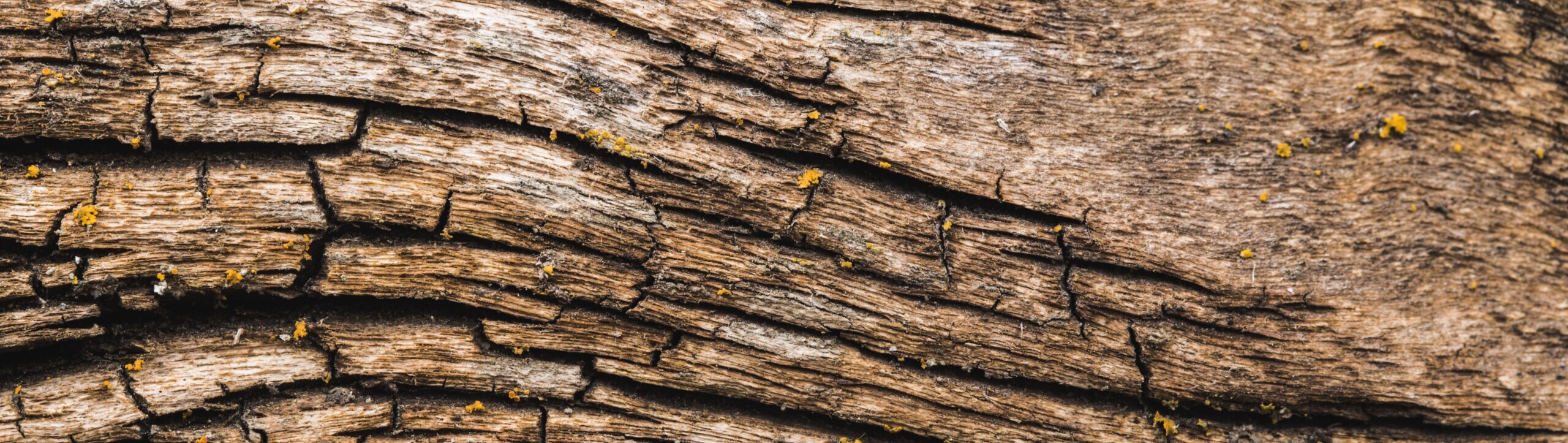 john-thomas-QYvCXztbIAM-unsplash